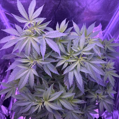 Mary Jane  growlog timeline photo