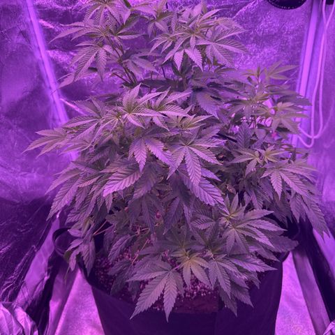 Mary Jane  growlog timeline photo