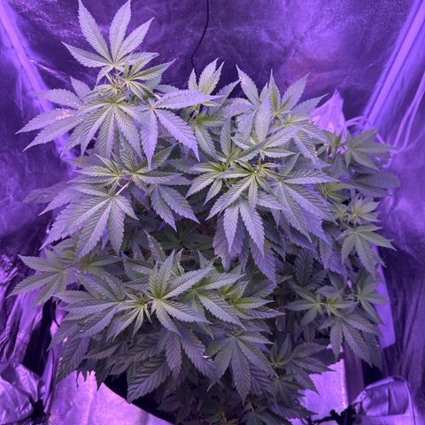 Mary Jane  growlog timeline photo