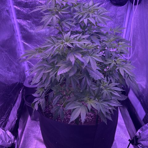 Mary Jane  growlog timeline photo