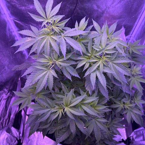 Mary Jane  growlog timeline photo