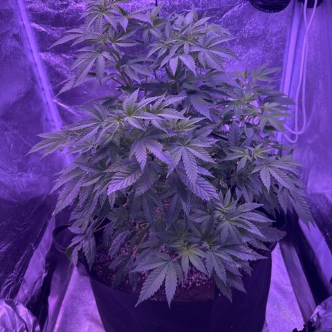 Mary Jane  growlog timeline photo