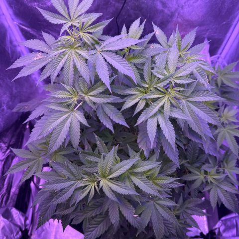Mary Jane  growlog timeline photo