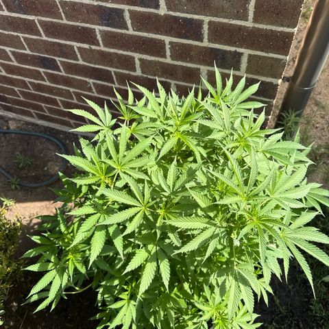 Mary Jane  growlog timeline photo