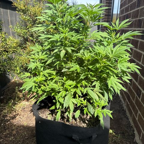 Mary Jane  growlog timeline photo