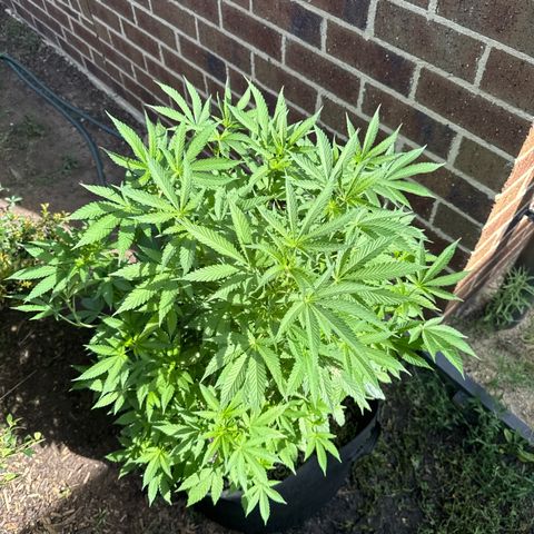 Mary Jane  growlog timeline photo
