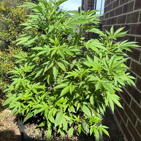Mary Jane  growlog timeline photo
