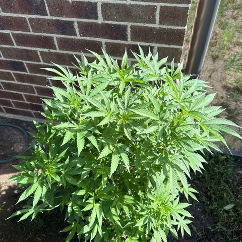 Mary Jane  growlog timeline photo