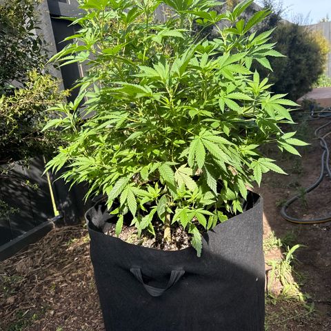Mary Jane  growlog timeline photo
