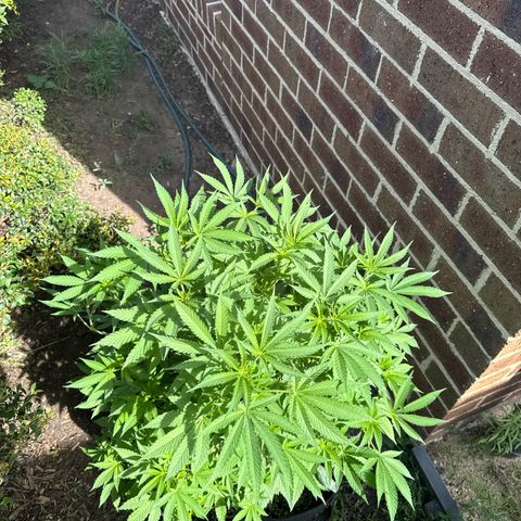 Mary Jane  growlog timeline photo