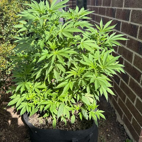 Mary Jane  growlog timeline photo