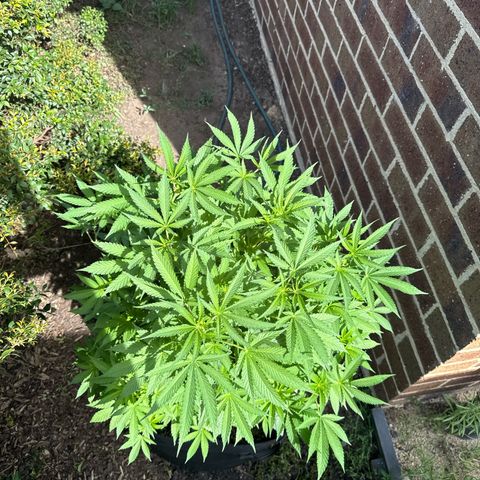 Mary Jane  growlog timeline photo