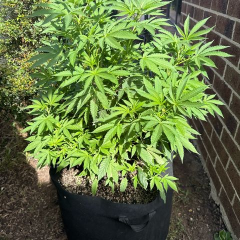 Mary Jane  growlog timeline photo