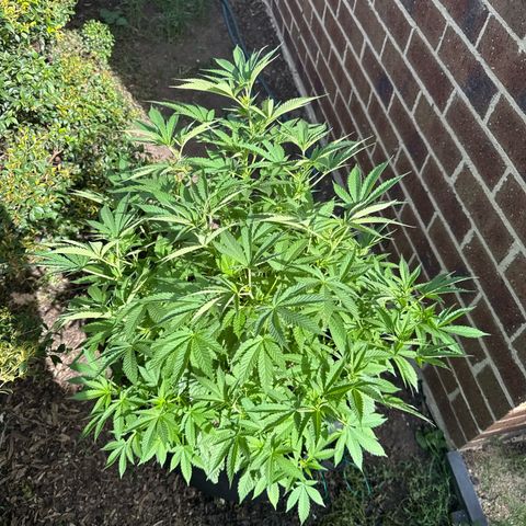 Mary Jane  growlog timeline photo
