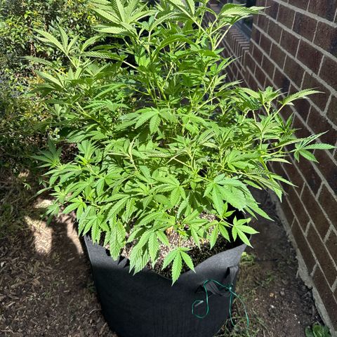 Mary Jane  growlog timeline photo