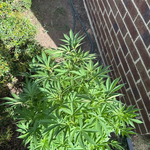 Mary Jane  growlog timeline photo