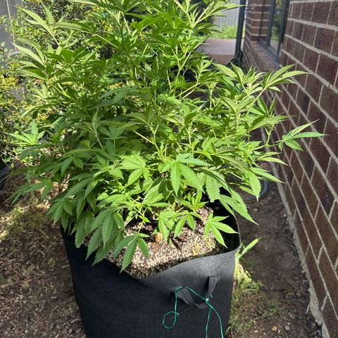 Mary Jane  growlog timeline photo