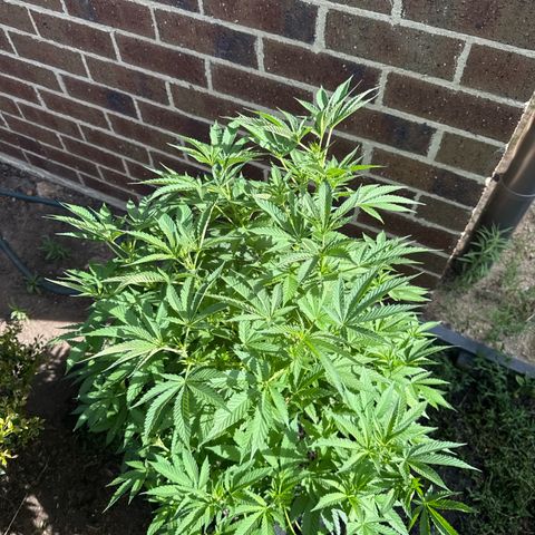 Mary Jane  growlog timeline photo