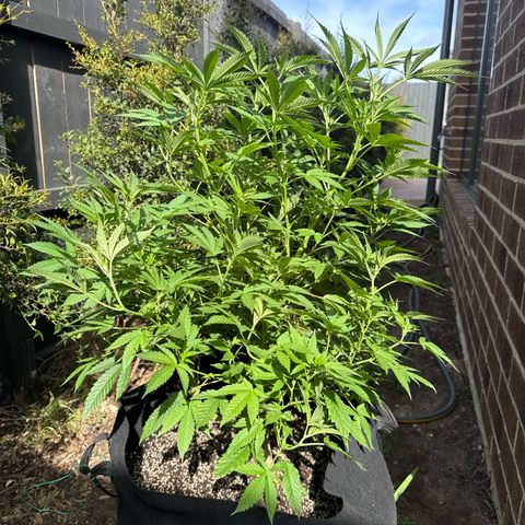 Mary Jane  growlog timeline photo