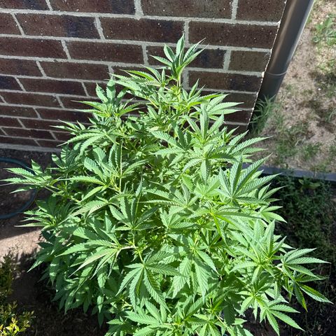 Mary Jane  growlog timeline photo
