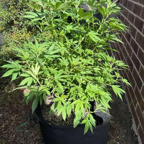 Mary Jane  growlog timeline photo