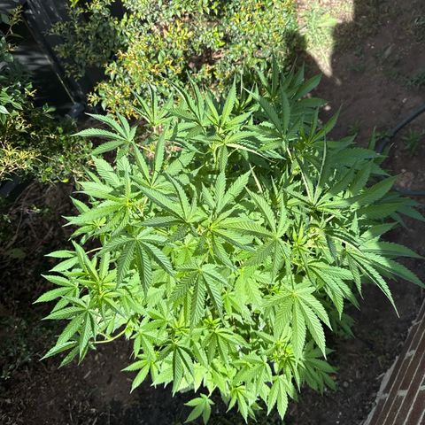 Mary Jane  growlog timeline photo