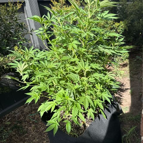 Mary Jane  growlog timeline photo