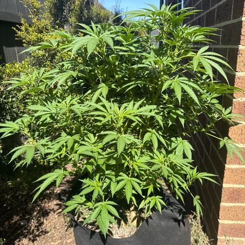 Mary Jane  growlog timeline photo