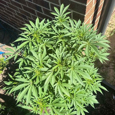 Mary Jane  growlog timeline photo