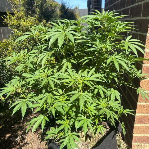 Mary Jane  growlog timeline photo