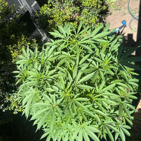 Mary Jane  growlog timeline photo