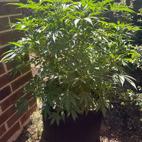 Mary Jane  growlog timeline photo