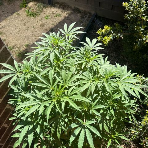 Mary Jane  growlog timeline photo