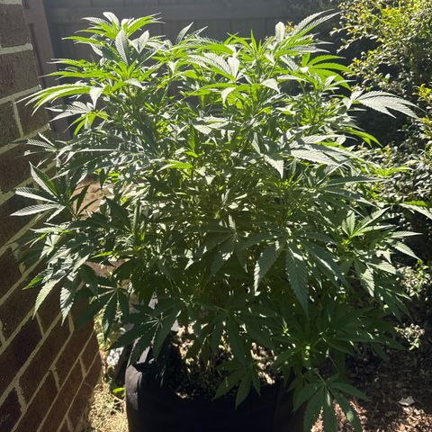 Mary Jane  growlog timeline photo