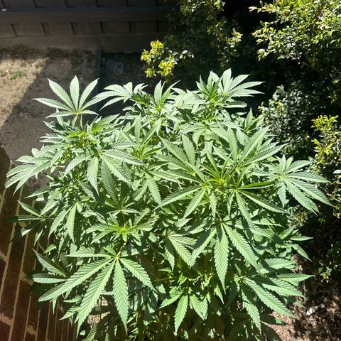 Mary Jane  growlog timeline photo