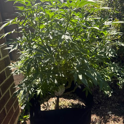 Mary Jane  growlog timeline photo