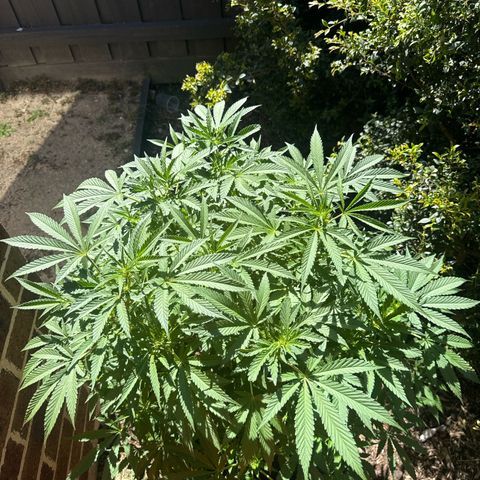 Mary Jane  growlog timeline photo