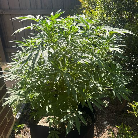 Mary Jane  growlog timeline photo