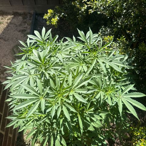 Mary Jane  growlog timeline photo