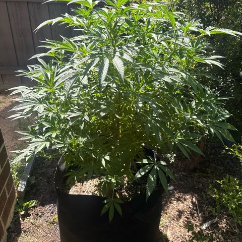 Mary Jane  growlog timeline photo