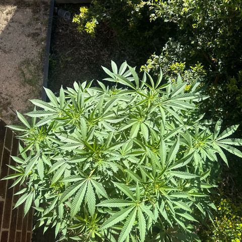 Mary Jane  growlog timeline photo
