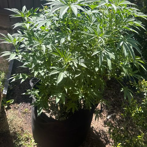 Mary Jane  growlog timeline photo