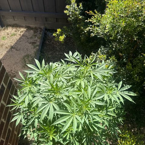Mary Jane  growlog timeline photo
