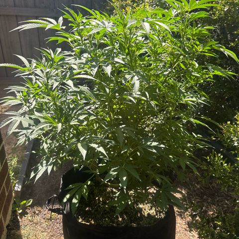Mary Jane  growlog timeline photo