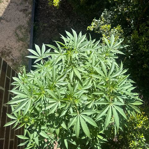 Mary Jane  growlog timeline photo