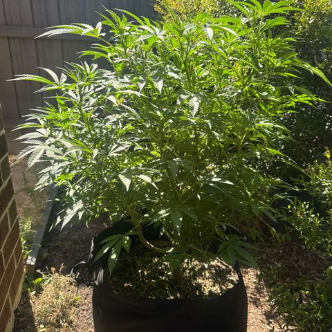 Mary Jane  growlog timeline photo