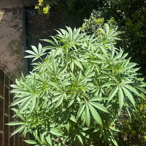 Mary Jane  growlog timeline photo