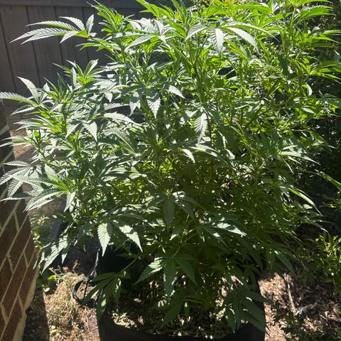 Mary Jane  growlog timeline photo