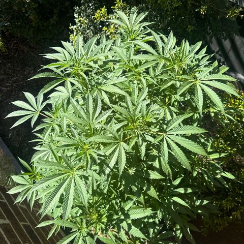 Mary Jane  growlog timeline photo