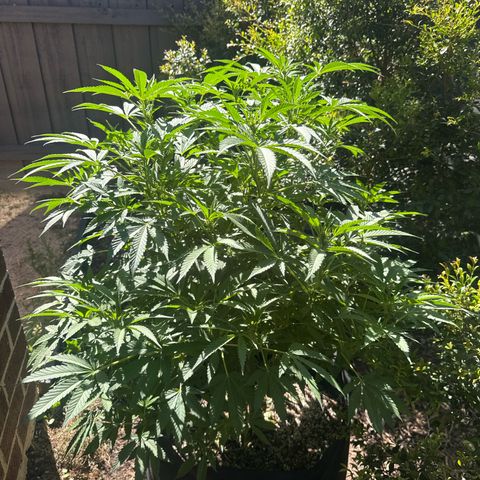 Mary Jane  growlog timeline photo